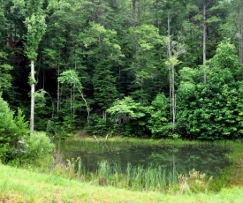On Golden Pond- Near Ocoee River